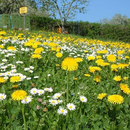 Ferienwohnungen "Allerleigruen" Langenroda 外观 照片