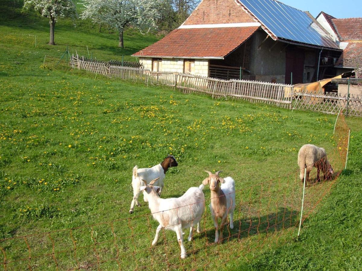 Ferienwohnungen "Allerleigruen" Langenroda 外观 照片